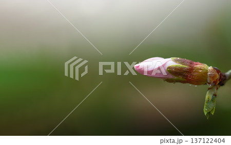 Spring background with blooming almond on a green background. Pink flowers, flowering season, nature, floral backdrop. Suitable for greeting cards, banners, advertising, social media, invitations, Spring background with blooming almond on a green background. Pink flowers, flowering season, nature, floral backdrop. Suitable for greeting cards, banners, advertising, social media, invitations, 137122404