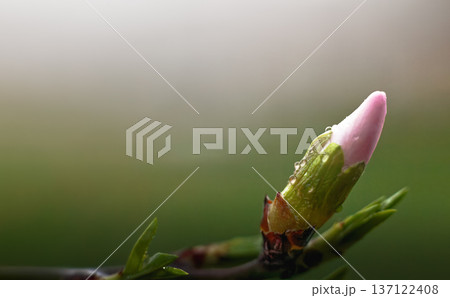 Spring background with blooming almond on a green background. Pink flowers, flowering season, nature, floral backdrop. Suitable for greeting cards, banners, advertising, social media, invitations, 137122408