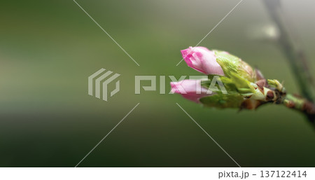 Spring background with blooming almond on a green background. Pink flowers, flowering season, nature, floral backdrop. Suitable for greeting cards, banners, advertising, social media, invitations, 137122414
