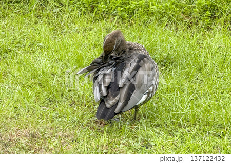 Photograph of an Australian Wood Duck preening their feathers 137122432