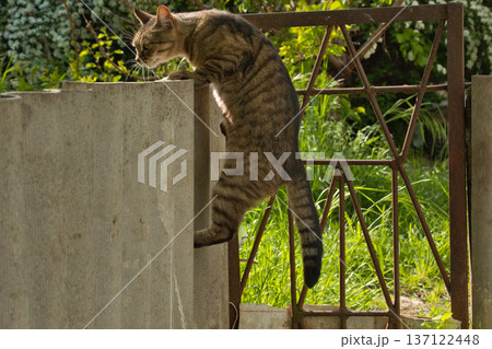 beautiful striped cat walks in the shade near the fence, bright big golden eyes beautiful striped cat walks in the shade near the fence, bright big golden eyes 137122448