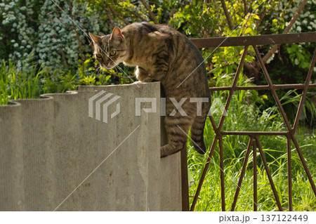beautiful striped cat walks in the shade near the fence, bright big golden eyes 137122449