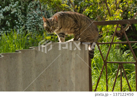 beautiful striped cat walks in the shade near the fence, bright big golden eyes beautiful striped cat walks in the shade near the fence, bright big golden eyes 137122450