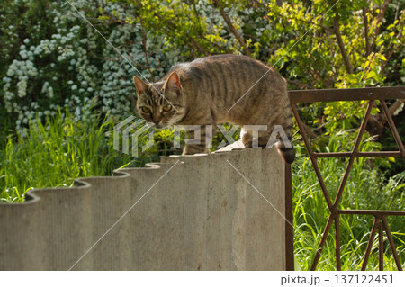 beautiful striped cat walks in the shade near the fence, bright big golden eyes beautiful striped cat walks in the shade near the fence, bright big golden eyes 137122451