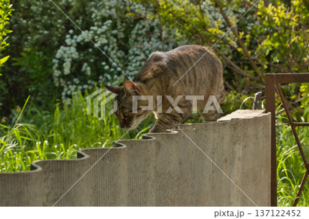 beautiful striped cat walks in the shade near the fence, bright big golden eyes beautiful striped cat walks in the shade near the fence, bright big golden eyes 137122452
