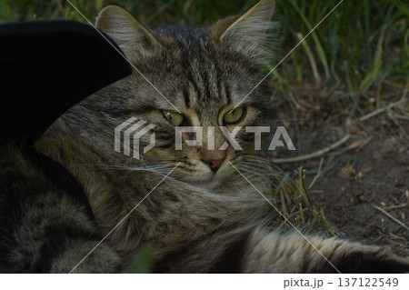 Fierce tabby cat dressed in bat wings poses with a serious stare in natural sunlight. A playful mix of wild beauty and fantasy costume. 137122549