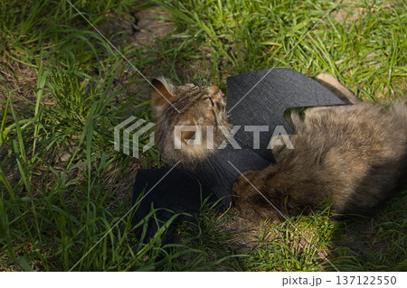 Fierce tabby cat dressed in bat wings poses with a serious stare in natural sunlight. A playful mix of wild beauty and fantasy costume. Fierce tabby cat dressed in bat wings poses with a serious stare in natural sunlight. A playful mix of wild beauty and fantasy costume. 137122550