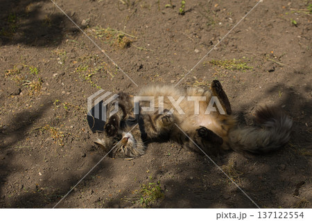 Fierce tabby cat dressed in bat wings poses with a serious stare in natural sunlight. A playful mix of wild beauty and fantasy costume. Fierce tabby cat dressed in bat wings poses with a serious stare in natural sunlight. A playful mix of wild beauty and fantasy costume. 137122554