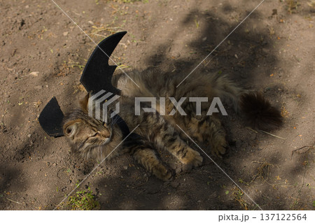 Fierce tabby cat dressed in bat wings poses with a serious stare in natural sunlight. A playful mix of wild beauty and fantasy costume. Fierce tabby cat dressed in bat wings poses with a serious stare in natural sunlight. A playful mix of wild beauty and fantasy costume. 137122564
