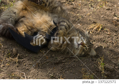 Fierce tabby cat dressed in bat wings poses with a serious stare in natural sunlight. A playful mix of wild beauty and fantasy costume. 137122571