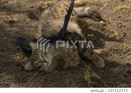 Fierce tabby cat dressed in bat wings poses with a serious stare in natural sunlight. A playful mix of wild beauty and fantasy costume. 137122573