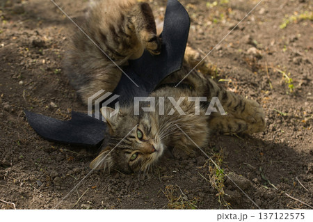 Fierce tabby cat dressed in bat wings poses with a serious stare in natural sunlight. A playful mix of wild beauty and fantasy costume. 137122575