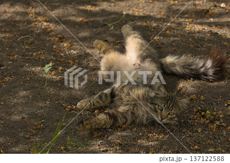 Fierce tabby cat dressed in bat wings poses with a serious stare in natural sunlight. A playful mix of wild beauty and fantasy costume. 137122588