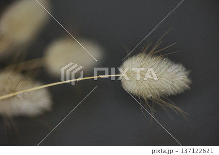 Soft minimalist still life featuring delicate dried bunny tail grass in a glass container with dreamy bokeh and shallow depth of field. 137122621