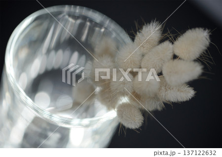 Soft minimalist still life featuring delicate dried bunny tail grass in a glass container with dreamy bokeh and shallow depth of field. 137122632