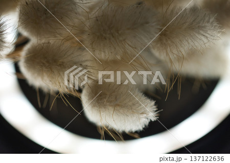 Soft minimalist still life featuring delicate dried bunny tail grass in a glass container with dreamy bokeh and shallow depth of field. Soft minimalist still life featuring delicate dried bunny tail grass in a glass container with dreamy bokeh and shallow depth of field. 137122636