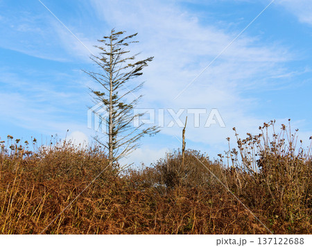 A tall, slender conifer tree stands against a bright blue sky with wispy clouds. Below, dense brown and orange dry vegetation covers the ground, suggesting an autumn or winter landscape. A tall, slender conifer tree stands against a bright blue sky with wispy clouds. Below, dense brown and orange dry vegetation covers the ground, suggesting an autumn or winter landscape. 137122688