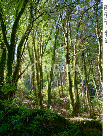 Sunlight filters through the trees in a lush green forest. Sunlight filters through the trees in a lush green forest. 137122702