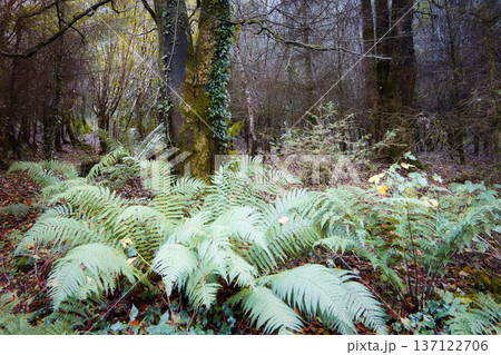 Vibrant green ferns thrive on the dark forest floor, surrounding old tree trunks draped with ivy during an autumn day. Vibrant green ferns thrive on the dark forest floor, surrounding old tree trunks draped with ivy during an autumn day. 137122706