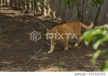 A ginger cat walks gracefully across the soil, its fur glowing warmly in the sunlight. The scene captures the feline focus and natural elegance in motion. A ginger cat walks gracefully across the soil, its fur glowing warmly in the sunlight. The scene captures the feline focus and natural elegance in motion. 137122725