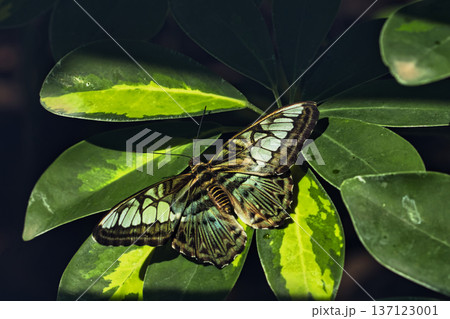 Close-up of a tropical butterfly resting on lush green leaves in a butterfly garden, showcasing delicate wing patterns and vibrant natural textures. 137123001