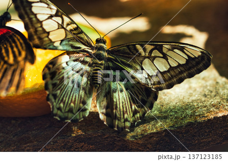 Colorful Butterflies Feeding on Orange Slices in a Tropical Butterfly House in chisinau park , Moldova Colorful Butterflies Feeding on Orange Slices in a Tropical Butterfly House in chisinau park , Moldova 137123185