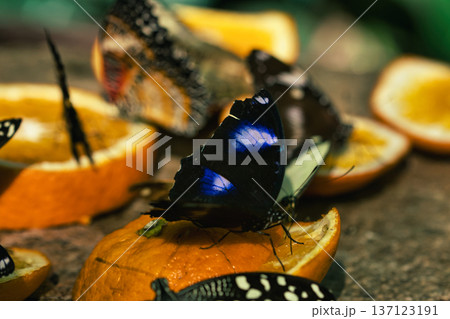 Colorful Butterflies Feeding on Orange Slices in a Tropical Butterfly House in chisinau park , Moldova Colorful Butterflies Feeding on Orange Slices in a Tropical Butterfly House in chisinau park , Moldova 137123191