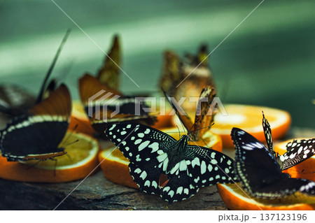 Colorful Butterflies Feeding on Orange Slices in a Tropical Butterfly House in chisinau park , Moldova Colorful Butterflies Feeding on Orange Slices in a Tropical Butterfly House in chisinau park , Moldova 137123196