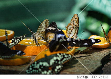Colorful Butterflies Feeding on Orange Slices in a Tropical Butterfly House in chisinau park , Moldova Colorful Butterflies Feeding on Orange Slices in a Tropical Butterfly House in chisinau park , Moldova 137123198