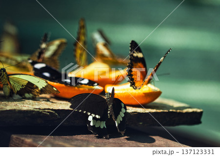 Colorful Butterflies Feeding on Orange Slices in a Tropical Butterfly House in chisinau Park , Moldova Colorful Butterflies Feeding on Orange Slices in a Tropical Butterfly House in chisinau Park , Moldova 137123331