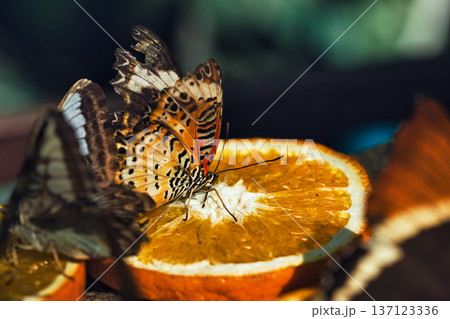 Colorful Butterflies Feeding on Orange Slices in a Tropical Butterfly House in chisinau Park , Moldova Colorful Butterflies Feeding on Orange Slices in a Tropical Butterfly House in chisinau Park , Moldova 137123336