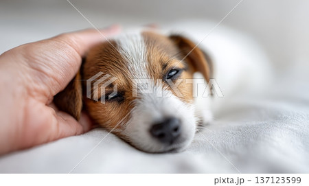 Human hand gently petting the head of a sleepy jack russell terrier puppy with blue eyes, resting on a soft white blanket, evoking tenderness, trust and cozy companionship 137123599