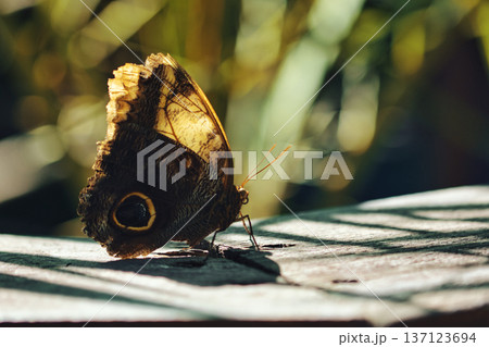 Moody close-up of an exotic butterfly resting on a wooden surface, showing detailed eye-spot wing patterns in dramatic low light.  137123694