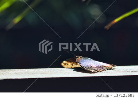 Moody close-up of an exotic butterfly resting on a wooden surface, showing detailed eye-spot wing patterns in dramatic low light. Moody close-up of an exotic butterfly resting on a wooden surface, showing detailed eye-spot wing patterns in dramatic low light. 137123695