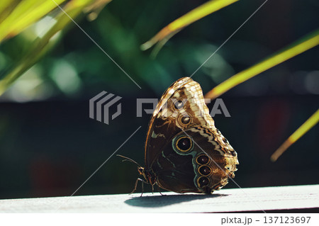 Moody close-up of an exotic butterfly resting on a wooden surface, showing detailed eye-spot wing patterns in dramatic low light. Moody close-up of an exotic butterfly resting on a wooden surface, showing detailed eye-spot wing patterns in dramatic low light. 137123697