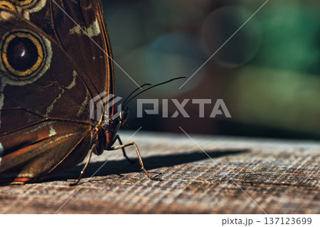 Moody close-up of an exotic butterfly resting on a wooden surface, showing detailed eye-spot wing patterns in dramatic low light. Moody close-up of an exotic butterfly resting on a wooden surface, showing detailed eye-spot wing patterns in dramatic low light. 137123699