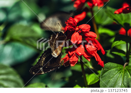 Black butterfly resting on vibrant red tropical flowers in a butterfly garden, captured in soft natural light with a blurred green background. Black butterfly resting on vibrant red tropical flowers in a butterfly garden, captured in soft natural light with a blurred green background. 137123745
