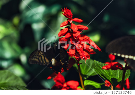 Black butterfly resting on vibrant red tropical flowers in a butterfly garden, captured in soft natural light with a blurred green background. Black butterfly resting on vibrant red tropical flowers in a butterfly garden, captured in soft natural light with a blurred green background. 137123746