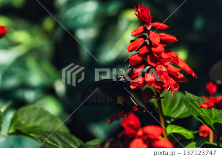 Black butterfly resting on vibrant red tropical flowers in a butterfly garden, captured in soft natural light with a blurred green background. Black butterfly resting on vibrant red tropical flowers in a butterfly garden, captured in soft natural light with a blurred green background. 137123747