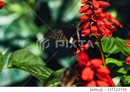 Black butterfly resting on vibrant red tropical flowers in a butterfly garden, captured in soft natural light with a blurred green background. Black butterfly resting on vibrant red tropical flowers in a butterfly garden, captured in soft natural light with a blurred green background. 137123749