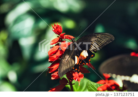 Black butterfly resting on vibrant red tropical flowers in a butterfly garden, captured in soft natural light with a blurred green background. Black butterfly resting on vibrant red tropical flowers in a butterfly garden, captured in soft natural light with a blurred green background. 137123751