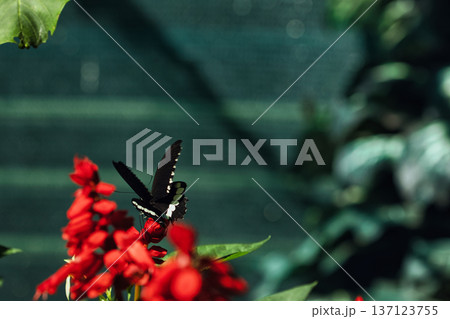 Black butterfly resting on vibrant red tropical flowers in a butterfly garden, captured in soft natural light with a blurred green background. Black butterfly resting on vibrant red tropical flowers in a butterfly garden, captured in soft natural light with a blurred green background. 137123755