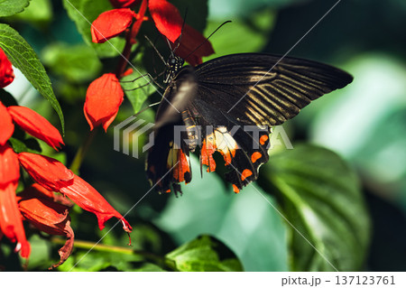 Black butterfly resting on vibrant red tropical flowers in a butterfly garden, captured in soft natural light with a blurred green background.  137123761