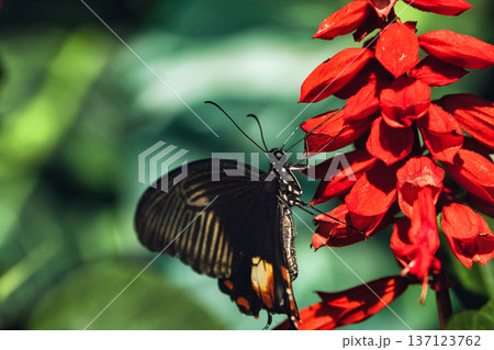 Black butterfly resting on vibrant red tropical flowers in a butterfly garden, captured in soft natural light with a blurred green background. Black butterfly resting on vibrant red tropical flowers in a butterfly garden, captured in soft natural light with a blurred green background. 137123762