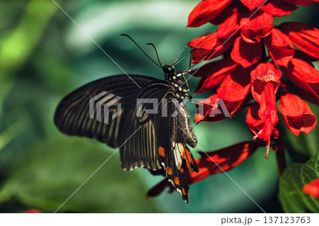 Black butterfly resting on vibrant red tropical flowers in a butterfly garden, captured in soft natural light with a blurred green background.  137123763