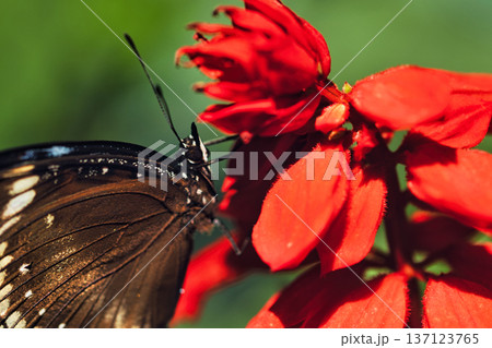 Black butterfly resting on vibrant red tropical flowers in a butterfly garden, captured in soft natural light with a blurred green background.  137123765