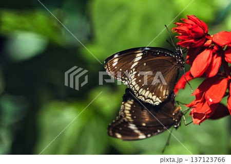 Black butterfly resting on vibrant red tropical flowers in a butterfly garden, captured in soft natural light with a blurred green background.  137123766