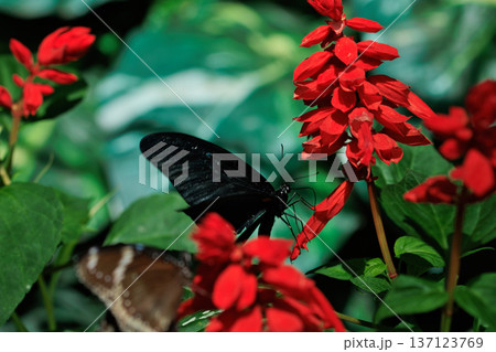Black butterfly resting on vibrant red tropical flowers in a butterfly garden, captured in soft natural light with a blurred green background.  137123769
