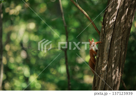 Wild squirrel standing alert in a sunlit forest undergrowth, surrounded by green leaves and natural woodland textures. Wild squirrel standing alert in a sunlit forest undergrowth, surrounded by green leaves and natural woodland textures. 137123939