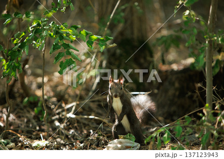 Wild squirrel standing alert in a sunlit forest undergrowth, surrounded by green leaves and natural woodland textures. 137123943